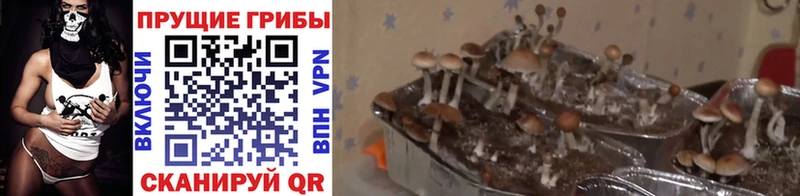 где купить   Волчанск  МЕГА вход  Галлюциногенные грибы GOLDEN TEACHER 